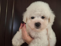 Pui Bichon Frisé