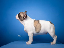 Bulldog Francez – Cățeluși frumoși
