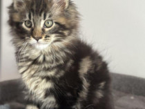 Maine coon puiuti