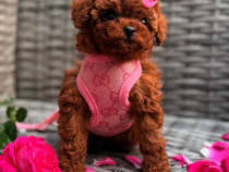 Caniche pudel mini red talie de buzunar !