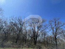 Gruiu_Lipia_Teren Intravilan langa padure