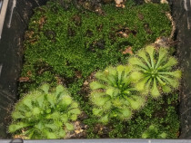 Seminte de planta carnivora (din cadrul complexului drosera spatulata)