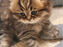 Motanel Scottish Longhair Straight