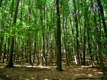 Refugiul tău verde l&acirc;ngă Băneasa &ndash; 2 hectare de pădur