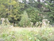 Busteni-Teren cu panorama superba de vanzare