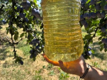 Țuică de prune buna