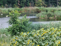 DE VANZARE Teren agricol 4500mp Moara Vlasiei
