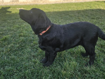 Labrador Retriever Pedigree tip A