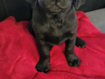 Labrador Retriever Pedigree tip A