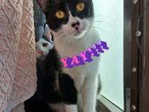 Adoptie pisica castrata alb negru Seherezada