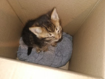 Ofer pisic spre adopție