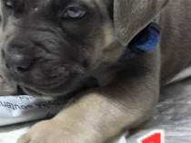 Pui baieti/fete CANE Corso