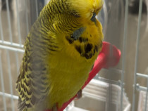 Perusi Standard pui și maturi!!!