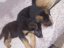 Puiut de ciobanesc german