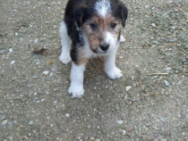 Fox terrier sârmos