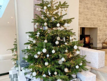 Brazi pomi de Crăciun abies alba