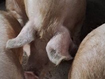 Vand porc marele alb crescut doar cu porumb preț 17 ron sat fizes