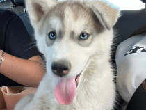 Puiuț Husky siberian,12 saptamani