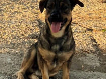 Metis ciobanesc german pitic pui, gratuit