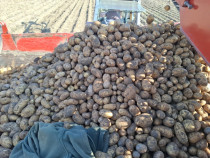 Cartofi de consun nesortati neselectati ambalati la big bag