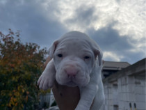 Vând pui din rasa Dog Argentinian