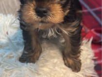 Pui yorkshire terrier