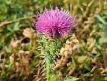 Teren intravilan suprafata de 2504 mp Feleacu