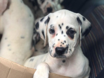 Catei rasa Dalmatian pui