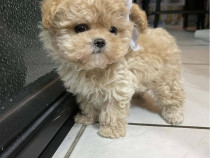 Maltipoo Pudel Mini Toy