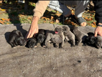 Pui Cane Corso Negri/Gri (blue)