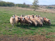 Oi Vând animale ce se văd în poze,sunt tinere bune de lapte