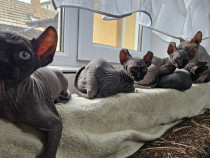 Pui Sphynx 2 luni (5 octombrie) , fetițe
