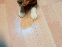 Caine Beagal Tricolor