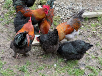 Cocoși Marans negru arămiu