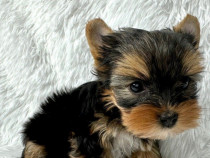 Yorkshire terrier talie mica