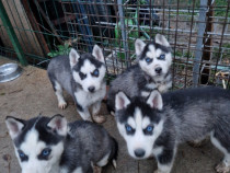 Pui husky siberian