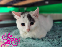 Adoptie pui de pisica alb Isabel