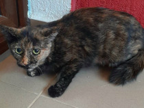 Adoptie pisica tortoishell castrata Hera