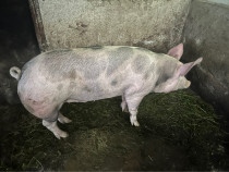 Vând porc de Crăciun