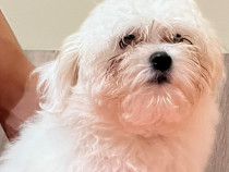 Animal de companie, c&acirc;ine bichon