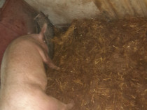 Porci de vanzare teleorman