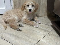 Cățelușa pentru adopție