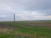 -teren extravilan, com. Satchinez, jud. Timis