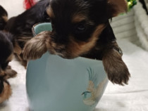 Yorkshire terrier mini