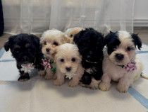 Puiuți Bichon Maltez