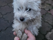 V&acirc;nd pui de bichon