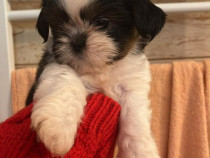 Shih tzu de vanzare