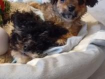 Cățeluși de v&acirc;nzare