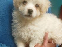 Bishon maltez de v&acirc;nzare