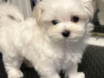 Bichon maltez mini toy